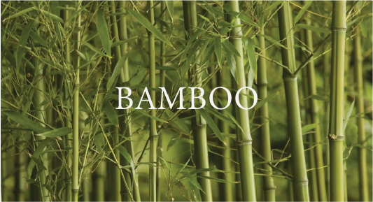 Bamboo