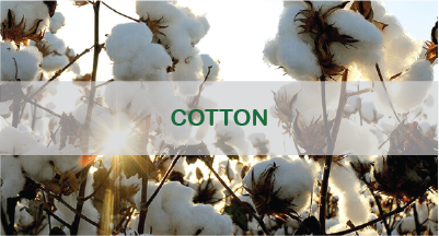 cotton